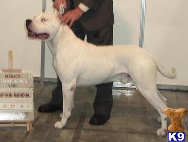 dogo argentino puppy posted by Cordoba Dogos